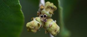 Aus ihren Kapseln kann die Chinesischen Zaubernuss ihre Samen wie Geschoss-Kugeln in die Gegend katapultieren.