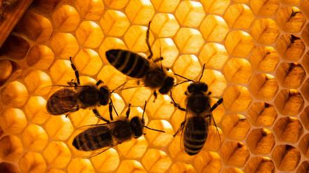 Honigbienen 