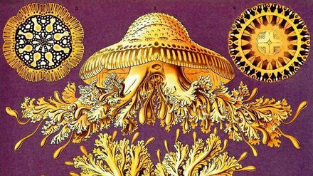 Disco. Ernst Haeckel war auch ein begnadeter Zeichner. Dass Forschungsobjekte wie diese „Discomedusae“ (Scheibenquallen) in der Realität nie so perfekt aussahen wie auf seinen Bildern, war ästhetisch ein Gewinn, aber verriet vielleicht auch eine problematische Neigung. 