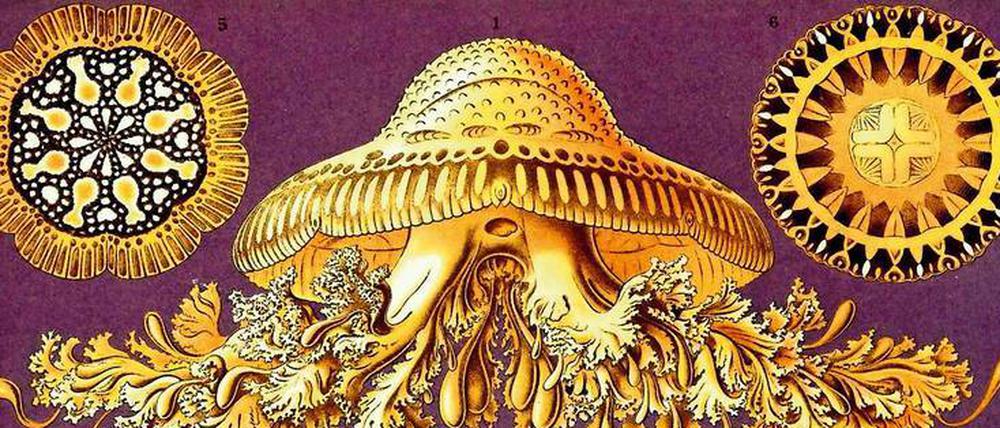 Disco. Ernst Haeckel war auch ein begnadeter Zeichner. Dass Forschungsobjekte wie diese „Discomedusae“ (Scheibenquallen) in der Realität nie so perfekt aussahen wie auf seinen Bildern, war ästhetisch ein Gewinn, aber verriet vielleicht auch eine problematische Neigung. 
