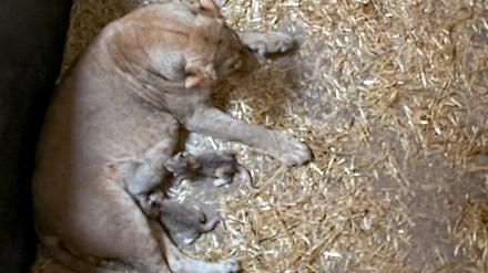 Zoo Leipzig: Die beiden Löwenjungtiere trinken bei der Löwin Kigali.