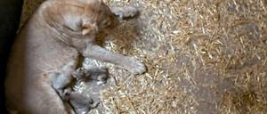 Zoo Leipzig: Die beiden Löwenjungtiere trinken bei der Löwin Kigali.