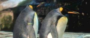 Vielleicht bald stolze Eltern? Das Pinguinpaar Skipper und Ping.