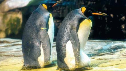 Heute zwei König. Die werdenden Väter Skipper und Ping im Berliner Zoo.