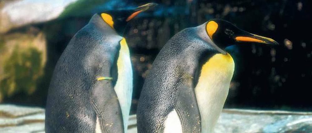 Heute zwei König. Die werdenden Väter Skipper und Ping im Berliner Zoo.