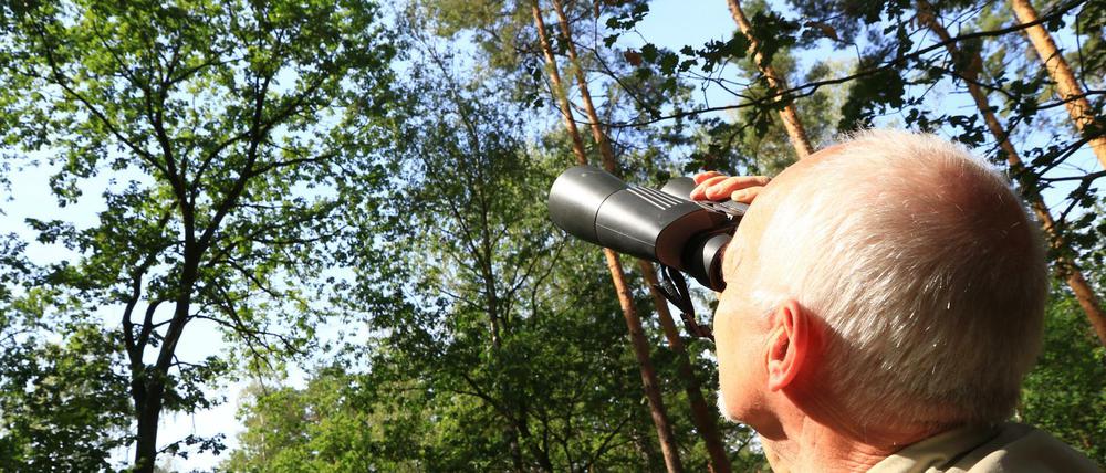 Elmar Kilz blickt auf die Krone. Der ist wichtig, um festzustellen, wie es um die Bäume und den Wald bestellt ist.
