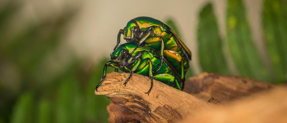 Schon mal gesehen? Afrikanische Rosenkäfer im Aquarium Berlin.