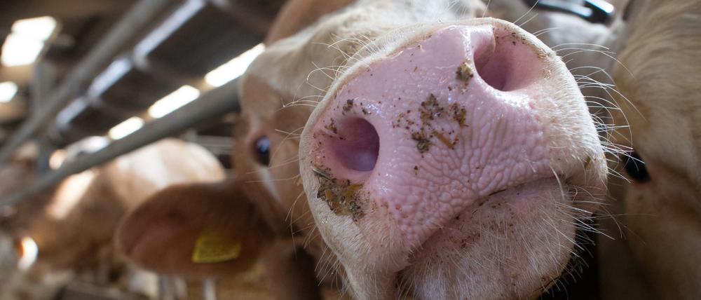 Soll Fleisch teurer werden, damit es den Nutztieren besser geht? Darüber wird heftig diskutiert. 