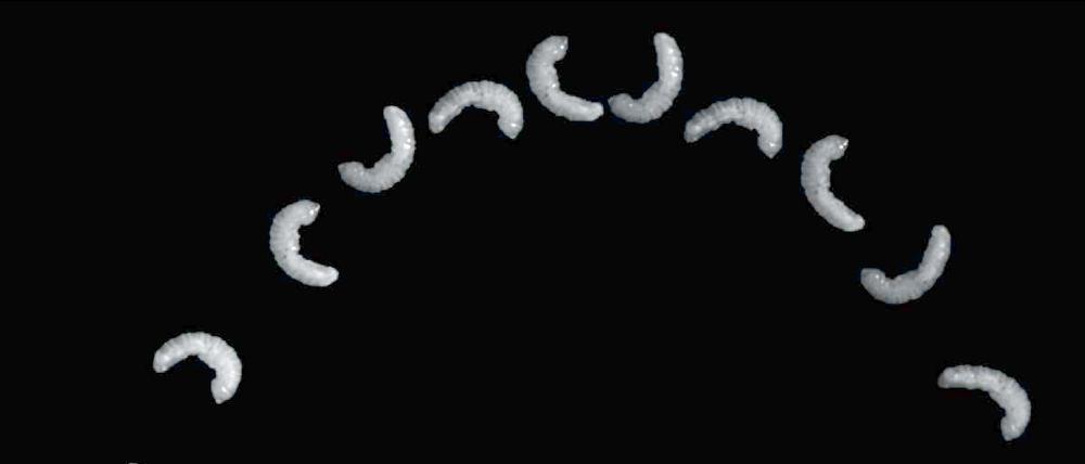 Maden können einer neuen Studie zufolge mit einer komplizierten Methode springen.