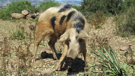 Verwildert: Dieser Nachkomme von Hausschweinen lebt wild auf Sardinien. Der Genaustausch lief und läuft in beide Richtungen: Europäische Hauschweine tragen viel wildes Erbmaterial, und Wildschweine viel von ihren domestizierten Artgenossen. 