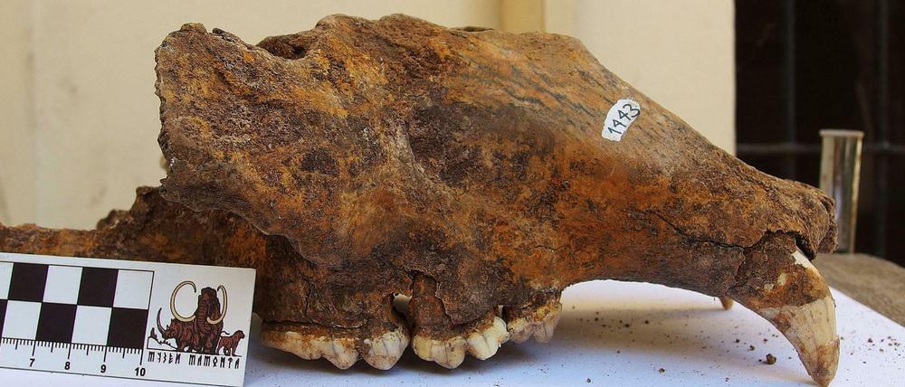 Spuren an Skeletten von Höhlebären legen nahe, dass die Tiere vom Menschen gejagt wurden