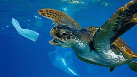 Schwere Kost. Immer mehr Plastik landet im Wasser. Fische, Schildkröten und andere Meeresbewohner sind Opfer des Mülls.