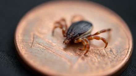 Kleiner als ein Centstück und doch eine "Riesenzecke": Hyalomma rufipes hat wohl erstmals in Deutschland einen Menschen mit Fleckfieber-Bakterien angesteckt. 