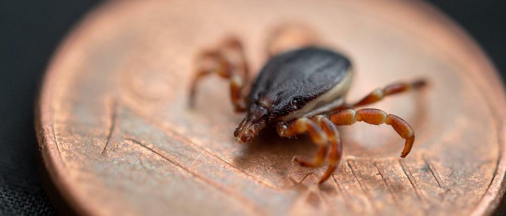Kleiner als ein Centstück und doch eine "Riesenzecke": Hyalomma rufipes hat wohl erstmals in Deutschland einen Menschen mit Fleckfieber-Bakterien angesteckt.