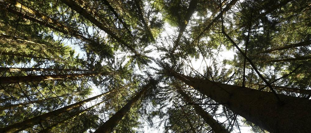 Von der Angstfantasie zum Urlaubsziel. Sommerfrischler aus allen Ländern kühlen sich die sonnenverbrannten Schädel im Schwarzwald.