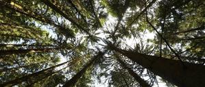 Von der Angstfantasie zum Urlaubsziel. Sommerfrischler aus allen Ländern kühlen sich die sonnenverbrannten Schädel im Schwarzwald.