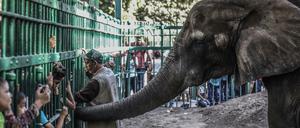 Kinder sehen sich in Kairo einen Elefanten in einem Zoo an.