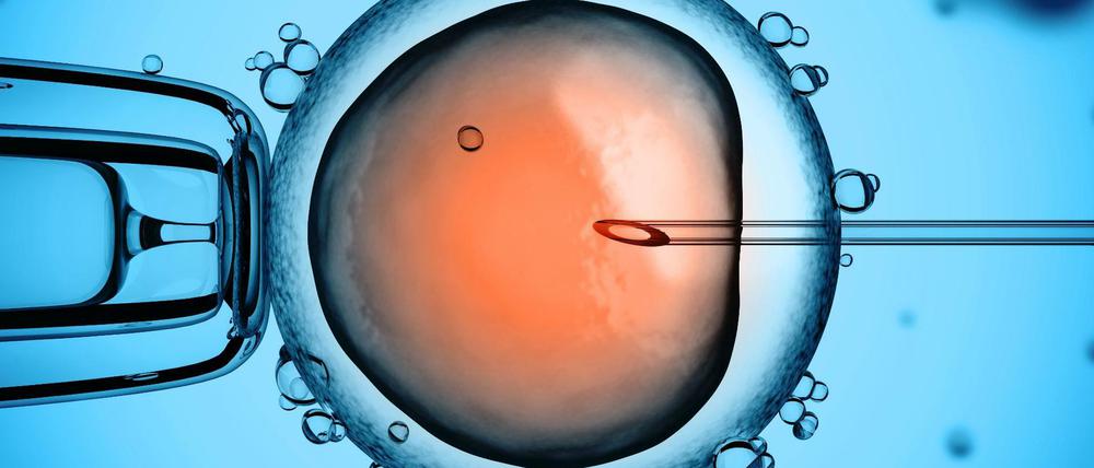Künstliche Befruchtung einer Eizelle.