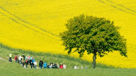 Gehen macht schlau: Maiwanderung über einen Feldweg vorbei an blühenden Rapsfeldern bei Hameln in Niedersachen