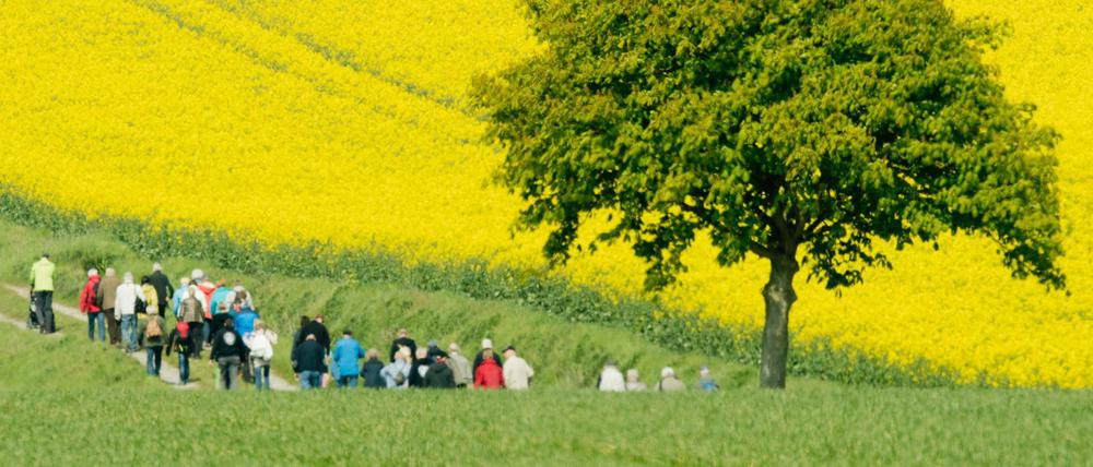 Gehen macht schlau: Maiwanderung über einen Feldweg vorbei an blühenden Rapsfeldern bei Hameln in Niedersachen