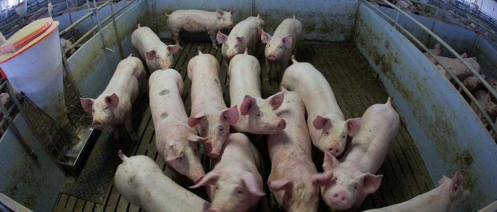 Junge Mastschweine in einem Stall in einem Betrieb in Mecklenburg-Vorpommern