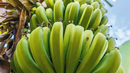 Verpilzt. Die „Cavendish“-Banane ist die einzige Sorte, die dem Fusarium-Pilz „TR1“ Widerstand leisten kann und macht heute das Gros aller exportierten Bananen aus. Gegen die neue Pilzvariante „TR4“ soll nun die Gen-Schere „Crispr“ helfen. Foto: David Ziegler/Getty Images