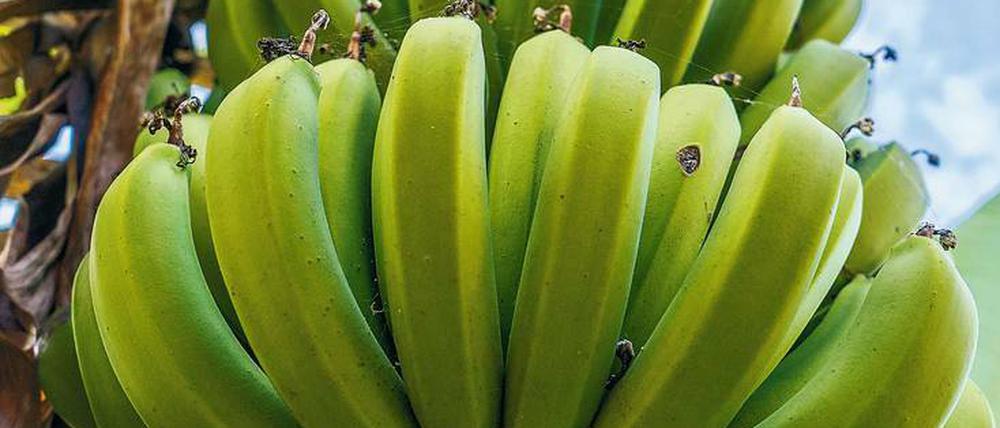 Verpilzt. Die „Cavendish“-Banane ist die einzige Sorte, die dem Fusarium-Pilz „TR1“ Widerstand leisten kann und macht heute das Gros aller exportierten Bananen aus. Gegen die neue Pilzvariante „TR4“ soll nun die Gen-Schere „Crispr“ helfen. Foto: David Ziegler/Getty Images