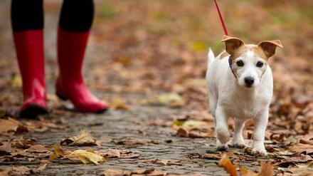 Kleiner Hund wird an der Leine von Frau in Gummistiefeln über einen Weg voller Herbstlaub geführt.