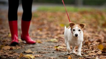 Hund mit Frauchen im Park (Archivbild)