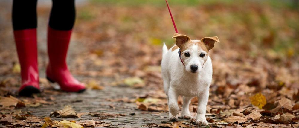 Hund mit Frauchen im Park (Archivbild)