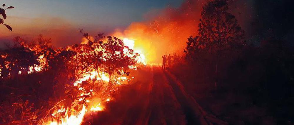 Umweltkatastrophe globalen Ausmaßes. Brandstiftung vernichtet große Flächen des Amazonas-Dschungels, der ein Fünftel des Sauerstoffs weltweit bildet.