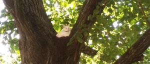 Hoch im Baum. Drei Tage saß die Katze im Baum.