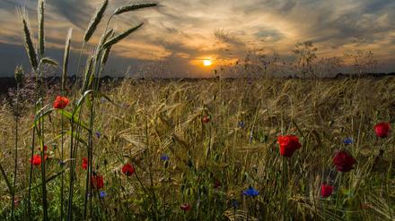 Mohn- und Kornblumen im Sonnenuntergang an einem Feldrand nahe Petersdorf im Landkreis Oder-Spree (Brandenburg). 