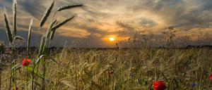 Mohn- und Kornblumen im Sonnenuntergang an einem Feldrand nahe Petersdorf im Landkreis Oder-Spree (Brandenburg). 