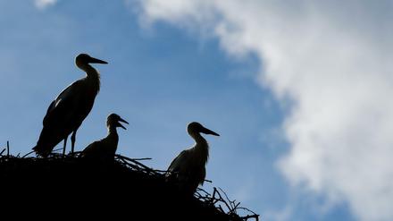 Drei junge Weißstörche (Ciconia ciconia) stehen in ihrem Nest.