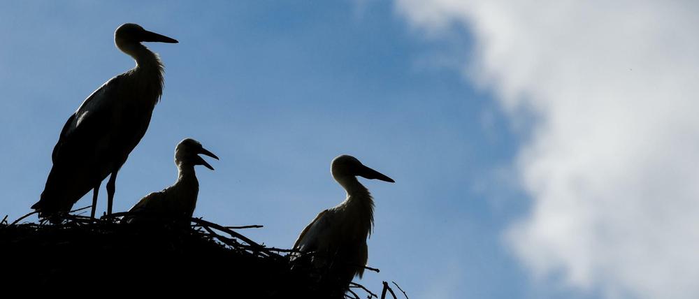 Drei junge Weißstörche (Ciconia ciconia) stehen in ihrem Nest.