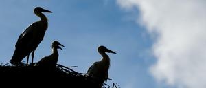 Drei junge Weißstörche (Ciconia ciconia) stehen in ihrem Nest.