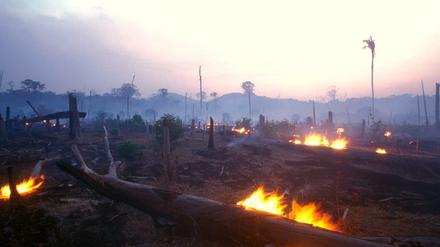 Verkohlte Stümpfe und plattes Land. Was vom Regenwald übrig bleibt, wenn das Feuer vorbeigezogen ist.