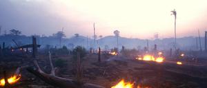 Verkohlte Stümpfe und plattes Land. Was vom Regenwald übrig bleibt, wenn das Feuer vorbeigezogen ist.
