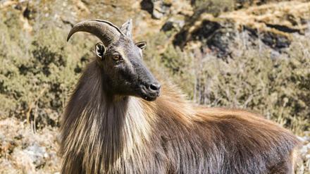 Ein Himalaja-Tahr in Nepal.  