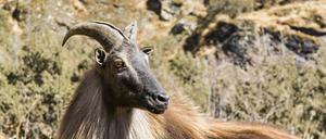 Ein Himalaja-Tahr in Nepal.  