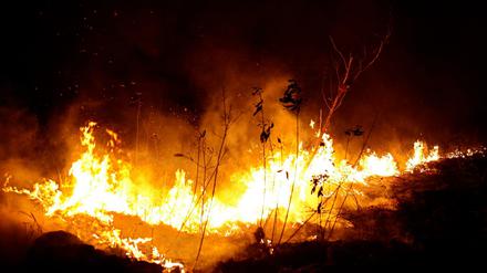 Flammen lodern in einem Waldgebiet im Bundesstaat Rondonia.
