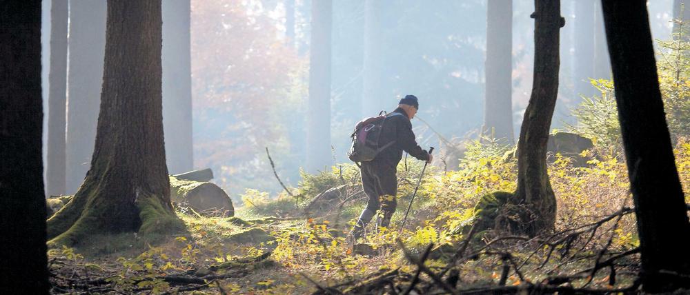 Ein Wanderer an den Hängen des Großen Feldbergs im Taunus.