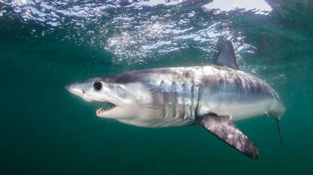 Ein Makohai, der im Atlantik vor Rhode Island schwimmt. Der Makohai, einer der schnellsten Fische der Weltmeere, wird besser geschützt. Das beschloss die Mehrheit der 183 Unterzeichner des Washingtoner Artenschutzübereinkommens (Cites) am Sonntag (25.08.2019) in Genf.