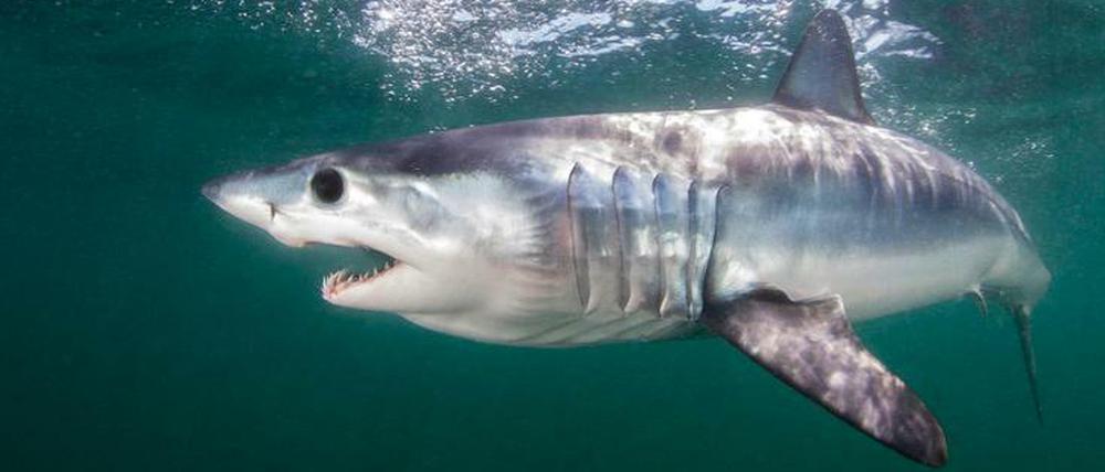 Ein Makohai, der im Atlantik vor Rhode Island schwimmt. Der Makohai, einer der schnellsten Fische der Weltmeere, wird besser geschützt. Das beschloss die Mehrheit der 183 Unterzeichner des Washingtoner Artenschutzübereinkommens (Cites) am Sonntag (25.08.2019) in Genf. 