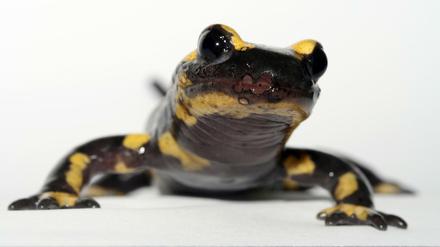 Eine niedrige Stoffwechselrate und hohe Regenerationsfähigkeit lassen die Tiere ungewöhnlich lange leben.