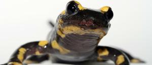 Eine niedrige Stoffwechselrate und hohe Regenerationsfähigkeit lassen die Tiere ungewöhnlich lange leben.