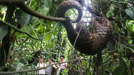 Obwohl das Pangolin seit 2016 auf der Schutzliste steht, wurden seitdem rund eine halbe Million getötet. 