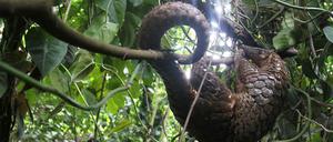 Obwohl das Pangolin seit 2016 auf der Schutzliste steht, wurden seitdem rund eine halbe Million getötet.