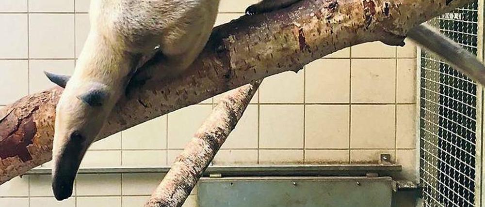 Bald Mutti? Heute könnte Langschwanz-Tamandua Lotti schwanger werden.